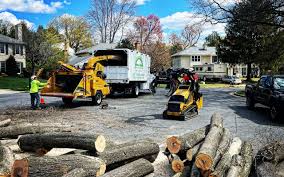 How Our Tree Care Process Works  in  Fair Haven, NJ